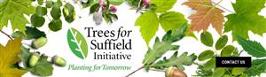trees for suffield