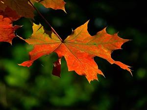 Fall